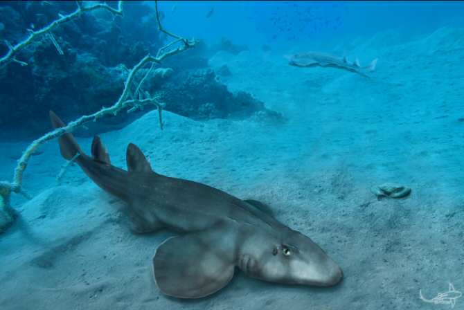 La evolución del tiburón no ocurrió como se creía