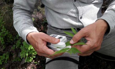 El tipo de purificación del aire que realiza cada clase de árbol