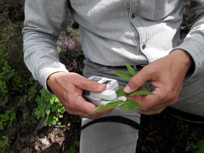 El tipo de purificación del aire que realiza cada clase de árbol