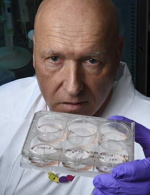 Fabricar un ordenador viviente a base de células de cerebro humano