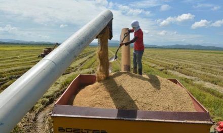 Gobierno promete dar ayudas al sector arrocero