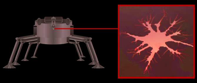 Robots con neuronas vivientes