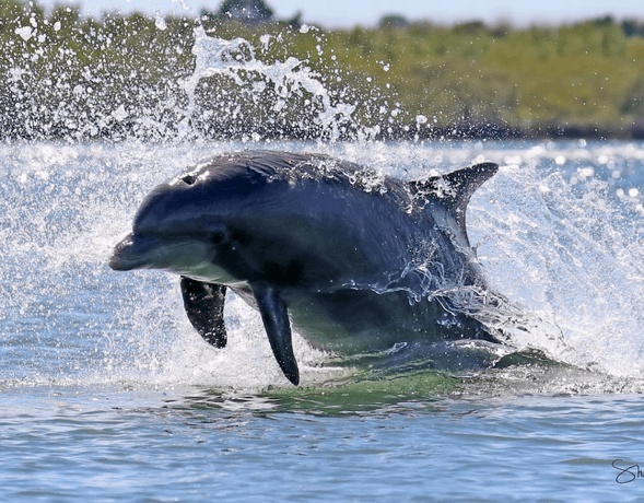 Chile notifica los primeros dos delfines muertos por gripe aviar