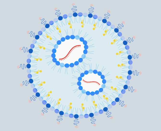 Nanopartículas para prevenir y tratar alergias