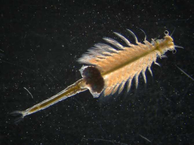 Descubiertas dos nuevas especies de una rara clase de crustáceos