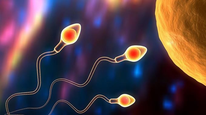 Hallan un gen que podría ser clave como anticonceptivo masculino