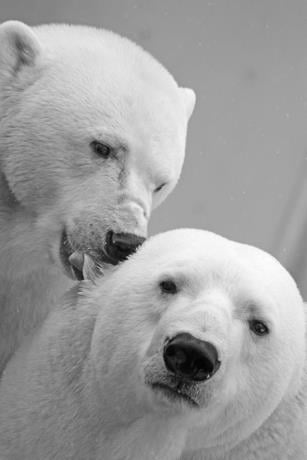 Nuevo tejido atrapa el calor como la piel del oso polar