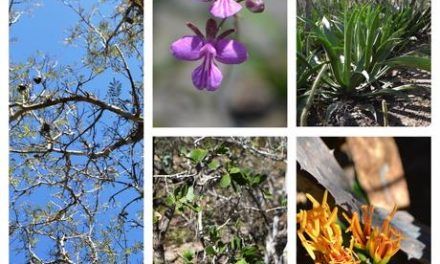 Una reserva privada dedicada a proteger las especies del bosque seco