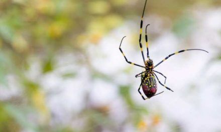 ¿La especie de araña más cobarde?