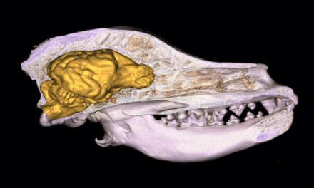El cerebro de los perros es cada vez más grande