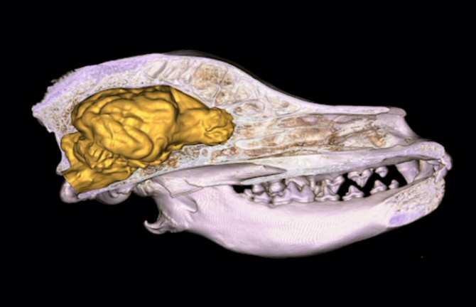 El cerebro de los perros es cada vez más grande