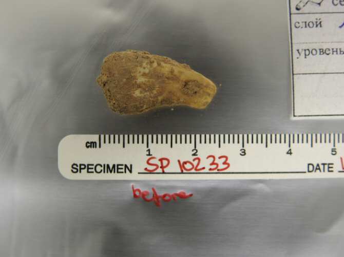 Obtienen de un pendiente el ADN de la mujer que lo llevó hace unos 20.000 años