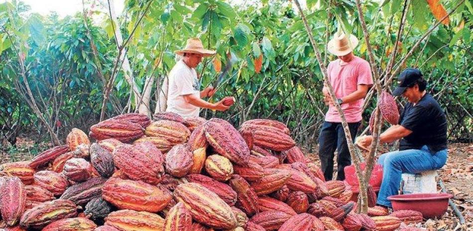 República Dominicana dirigirá Consejo de la Organización Internacional del Cacao