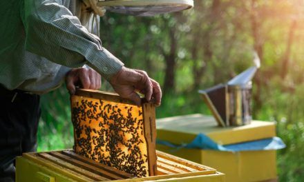 Este sábado 20 es el Día Mundial de las Abejas y así lo celebra República Dominicana