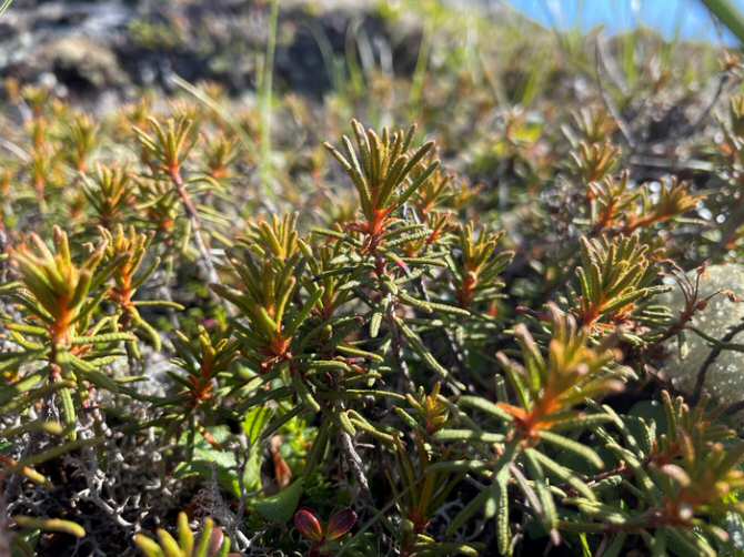 ¿Planta medicinal tradicional capaz de combatir a la malaria farmacorresistente?