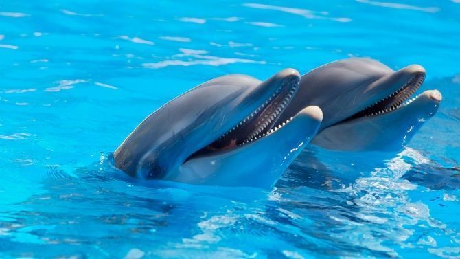 Comunicación con Animales Inteligentes: Explorando el Potencial de la Comunicación Interespecie