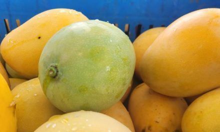 Exportación y crecimiento del mercado del mango en el país