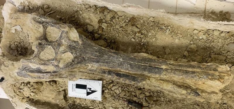 Descubren en Monte Plata una cabeza completa de gaviálido
