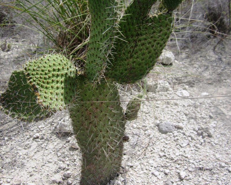 Restauración ecológica: experiencia en el bosque seco dominicano