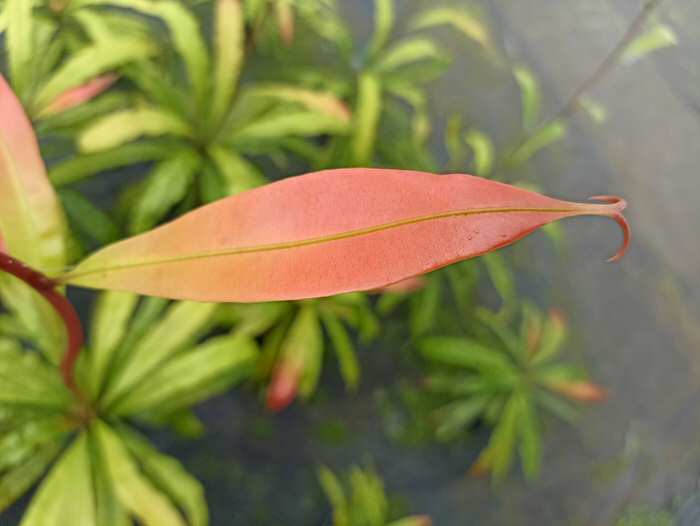 Planta extraña que puede volverse carnívora cuando le conviene
