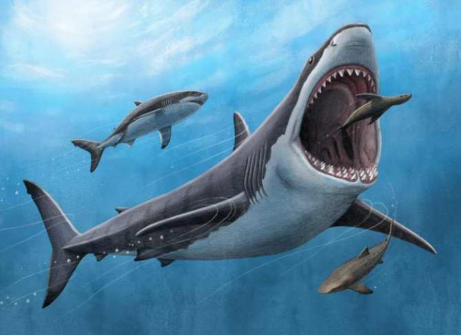 El tiburón más grande que ha existido ¿era de sangre caliente?