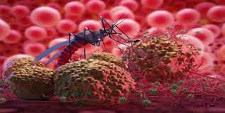 Científicos de Florida desarrollan un antibiótico natural para detener la malaria