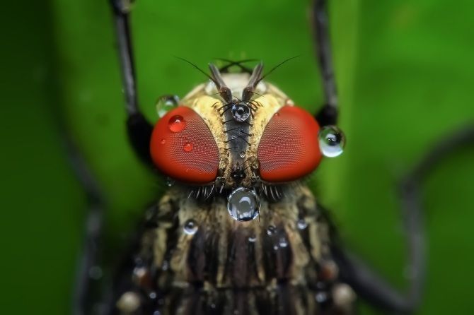 Los animales con múltiples ojos: los maestros de la visión