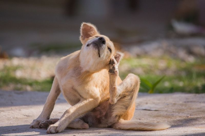 Animalistas alertan sobre aumento de enfermedades causadas por pulgas y garrapatas