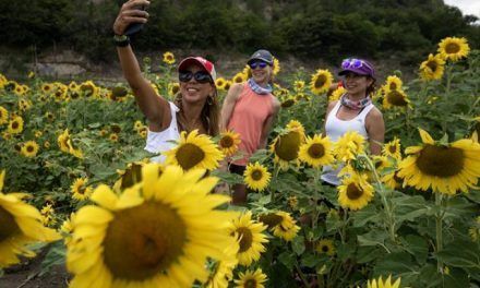 Un campo de girasoles impulsa el turismo sustentable en el norte de México
