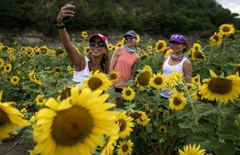Un campo de girasoles impulsa el turismo sustentable en el norte de México
