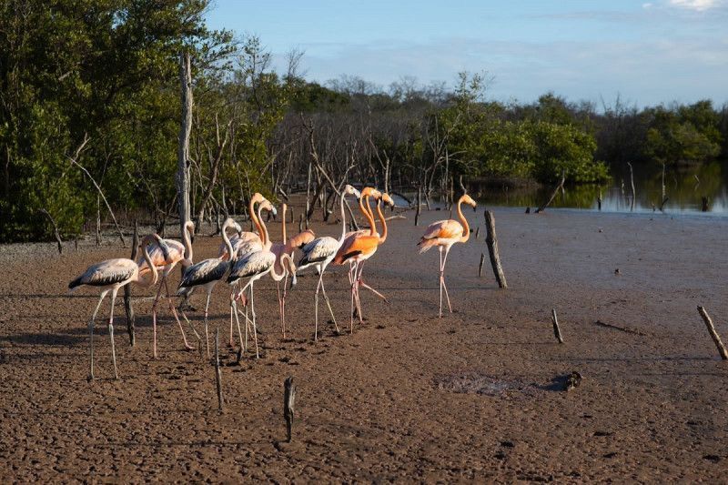 “Rescate rosado”, una oportunidad para flamencos en cautiverio