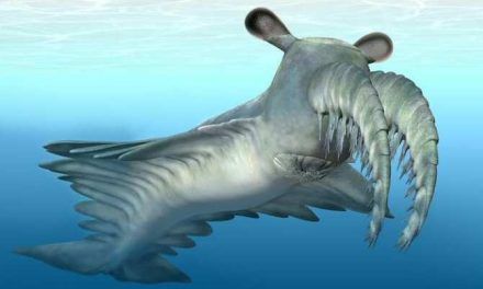 ¿Qué depredador trituraba a los duros trilobites?