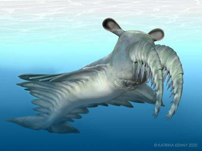 ¿Qué depredador trituraba a los duros trilobites?