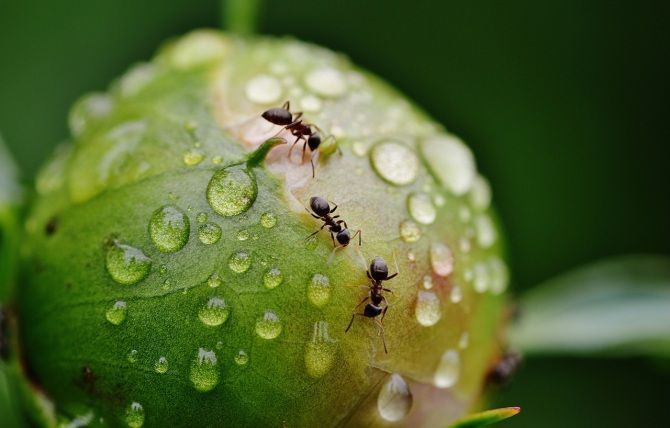 Las feromonas: El lenguaje químico de la naturaleza