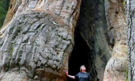 Descubriendo los árboles más altos del planeta