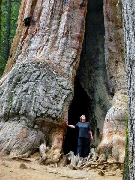 Descubriendo los árboles más altos del planeta