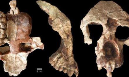 ¿El origen de la humanidad en Europa en vez de en África?