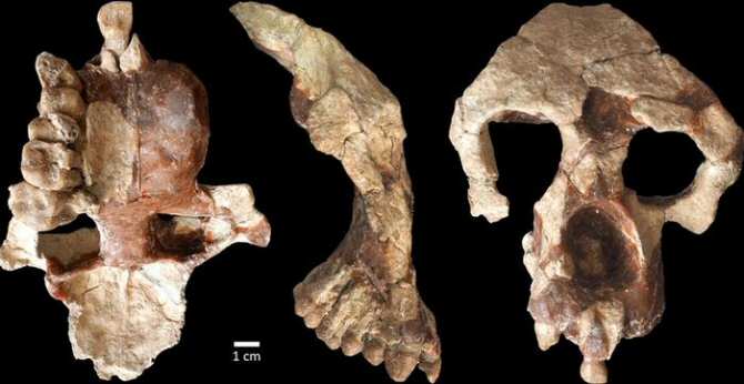 ¿El origen de la humanidad en Europa en vez de en África?