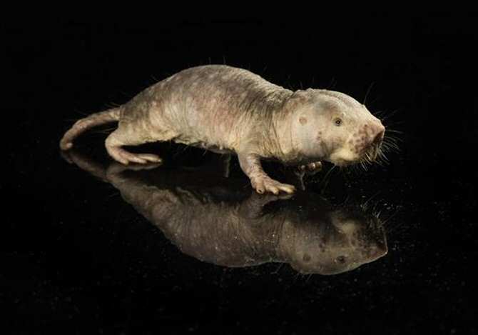 Transfieren con éxito de una especie a otra un gen que alarga la vida