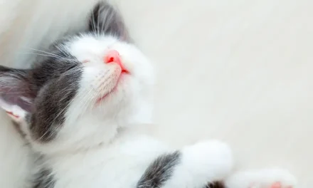 Por qué el Día Mundial del Gato se celebra tres veces al año