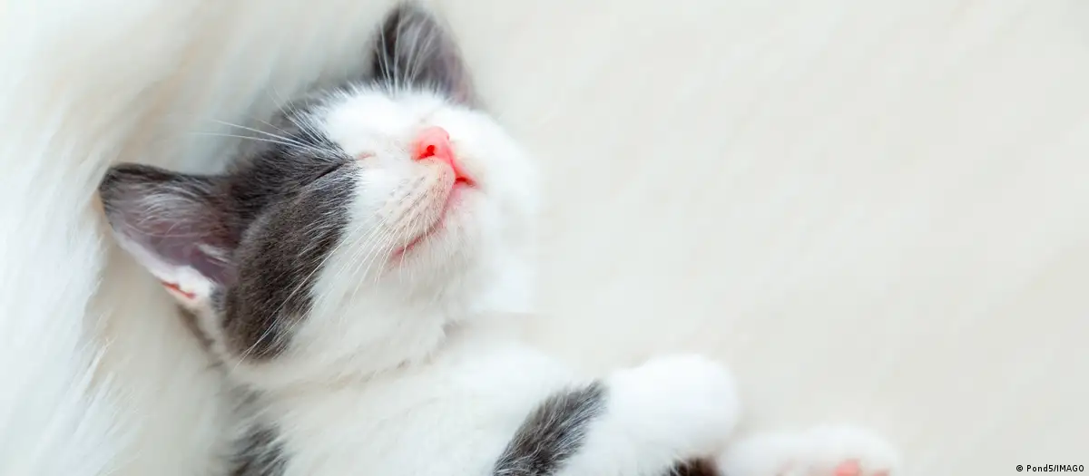 Por qué el Día Mundial del Gato se celebra tres veces al año