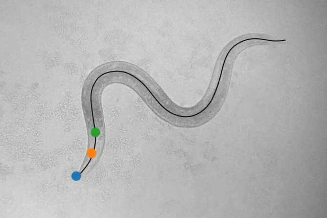 Desentrañan el código que conecta cerebro y conducta en un animal simple