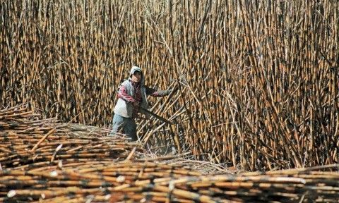 Falta de estímulos para la producción agrícola en el noreste aumenta migración hacia Estados Unidos: especialista