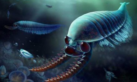 La extraña bestia de tres ojos emparentada con insectos y crustáceos