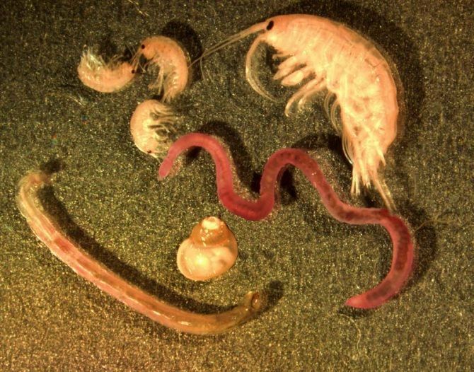 Explorando la vida abisal en las profundidades oceánicas