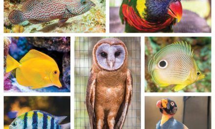 Dos catálogos para conocer las aves del Zoológico Nacional y los peces arrecifales del Acuario