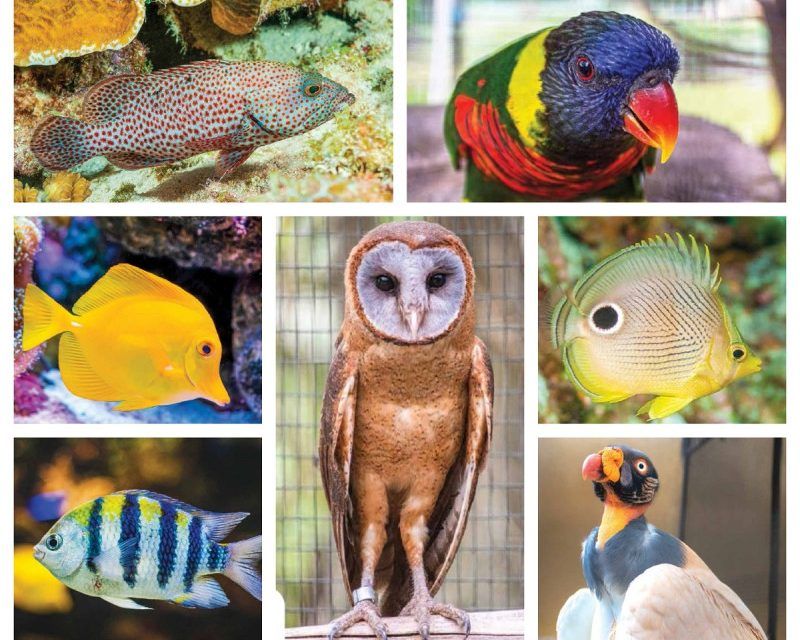 Dos catálogos para conocer las aves del Zoológico Nacional y los peces arrecifales del Acuario