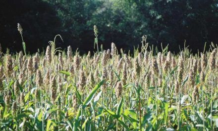 ¿La agricultura comenzó a raíz de una catástrofe cósmica?