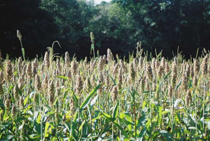 ¿La agricultura comenzó a raíz de una catástrofe cósmica?