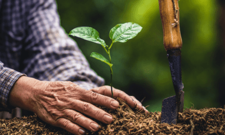 ¿Es absurdo plantar árboles para combatir el cambio climático?